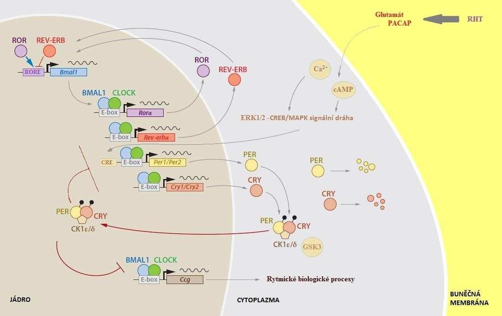 arginin-vasopresin (AVP) a tato oblast SCN přijímá většinu signálů z vlscn. VIP, které je rytmicky uvolňované z vlscn, synchronizuje dmscn (Golombek and Rosenstein, 2010).