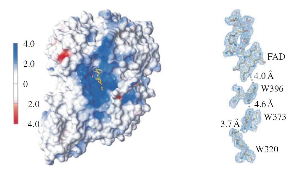 Absorbci světla zajišťují i jiné kofaktoy FAD Fotosensitivní proteiny: Kryptochromy rytmy živočichů, magnetorecepce Fotolyázy opravy DNA Flavoproteiny