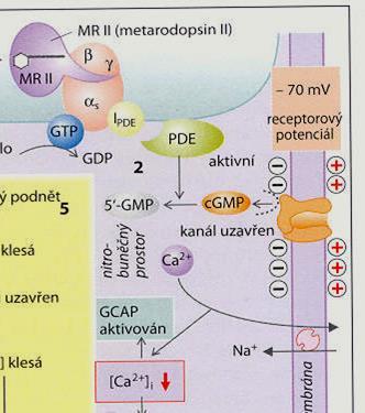 Terminace: Při dopadu světla GCAP (guanylyl cyclase activating Protein) ztratí 4 Ca a aktivuje GCAP.