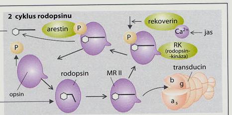Inaktivace a adaptace cestou fosforylace Rodopsinu Inaktivace rodopsinu: MRII odhalí vazebné místo pro RK. Fosforyluje se, naváže arestin a dál už nereaguje s transducinem.
