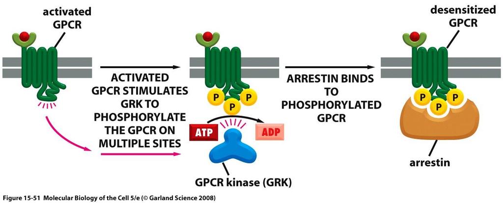 Inaktivace rodopsinu je stejná jako u jiných GPCR Úloha GPCR kinázy a