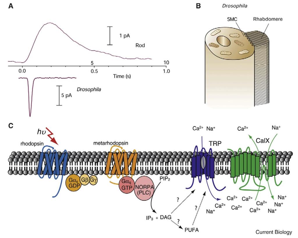 Drosophila jako užitečný model zrakové transdukce: Mimořádné zesílení reakce na jediný foton Nízký šum ve tmě (navzdory spontánní termální