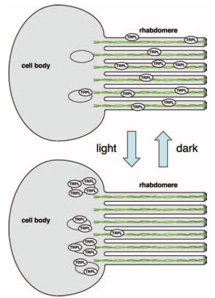 Drosophila jako užitečný model zrakové transdukce: Taková