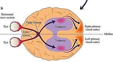 Většina vláken zrakového nervu končí v corpus geniculatum laterale (CGL) v talamu, ostatní ve středním mozku (tektum, čtverohrbolí, superior colliculus).
