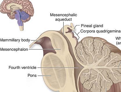 Mezencefalon - Střední mozek: Původně sensorické, asociační a motorické centrum Savci: Tegmentum, Tectum - střecha (čtverohrbolí)