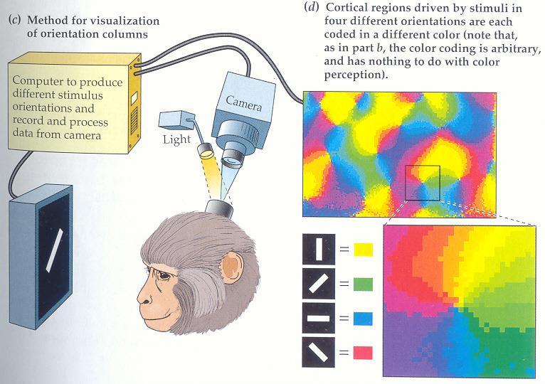 Komplexní orientačně selektivní buňky primární zrakové kůry makaka.
