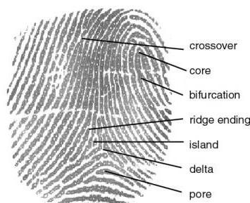 Snímání biometrických dat může být prováděno buď přímým kontaktem biometriky se snímačem (např. otisk prstu, geometrie ruky), nebo bez kontaktu se snímačem (např. tvář). 3.6 Biometrické technologie 3.