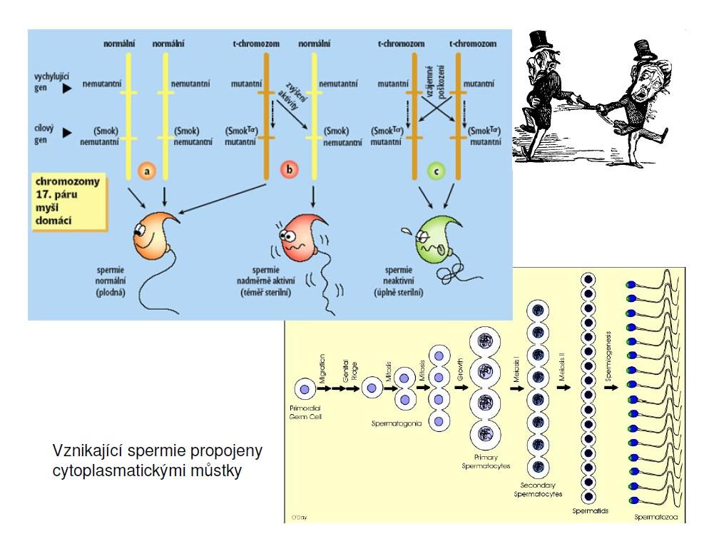 t-haplotyp Inverze