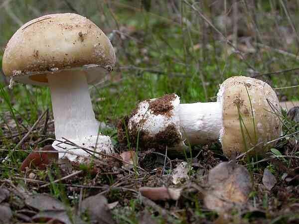 Některé jedovaté velké houby Poznáte