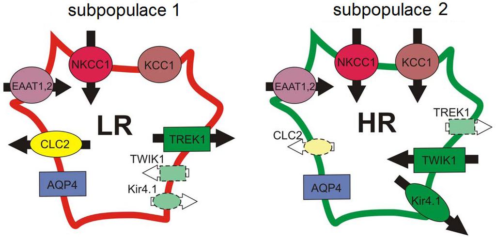 astrocytů. V mozkové kůře myší, jejichž astrocyty jsou označené pomocí zeleného fluorescenčního proteinu se zvýšenou expresí (EGFP z angl.