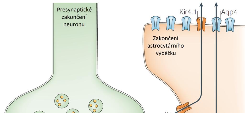1.2 Funkční vlastnosti: Mezi základní funkce astrocytů patří vychytávání excitační aminokyseliny glutamátu a odstraňování nadbytku K + iontů ze synaptické štěrbiny během neuronální aktivity (Obr. 3).