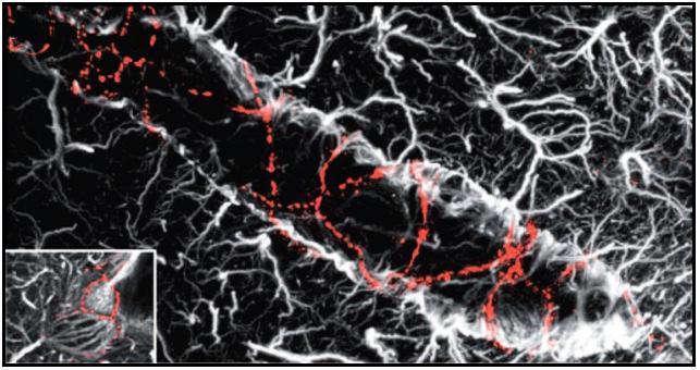 Elektrická stabilita astrocytů také odráží fakt, že jsou astrocyty efektivně propojeny mezerovými spoji do funkčního elektrického syncytia (Dermietzel et al. 1991, Dermietzel et al. 1989).