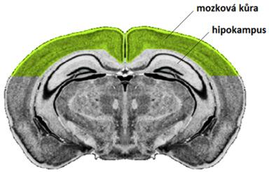 Měření objemu byla prováděna na protoplazmatických astrocytech v šedé kůře mozkové z oblasti rozvinutého hippokampu (Obr. 17) přibližně 1,34 2,46 mm kaudálně od bregmy.