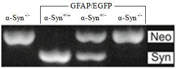 VÝSLEDKY 1 Charakterizace transgenního kmene GFAP/EGFP/α-Syn -/- myší Kmen GFAP/EGFP/α-Syn -/- myší jsme získali křížením GFAP/EGFP a α-syn -/- myší.