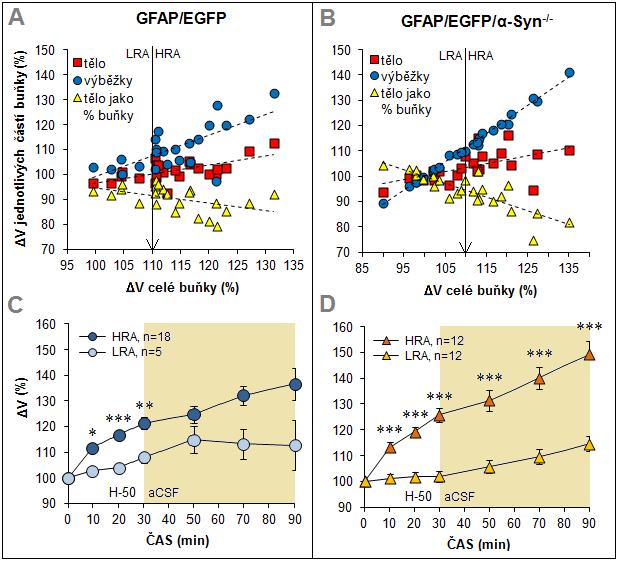 Obr. 23: Identifikace dvou populací astrocytů u GFAP/EGFP a GFAP/EGFP/α-Syn - myší na základně změny objemu vyvolané hypotonickým roztokem.