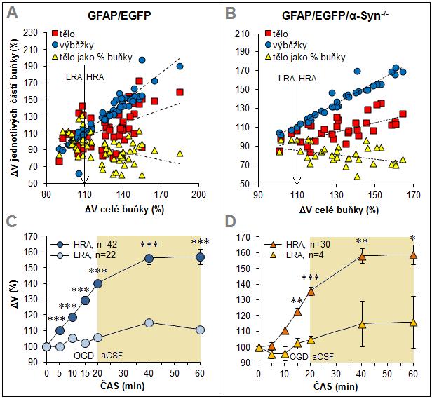 Obr. 33: Identifikace dvou populací astrocytů u GFAP/EGFP a GFAP/EGFP/α-Syn - myší na základně změn objemu vyvolaných působením OGD.