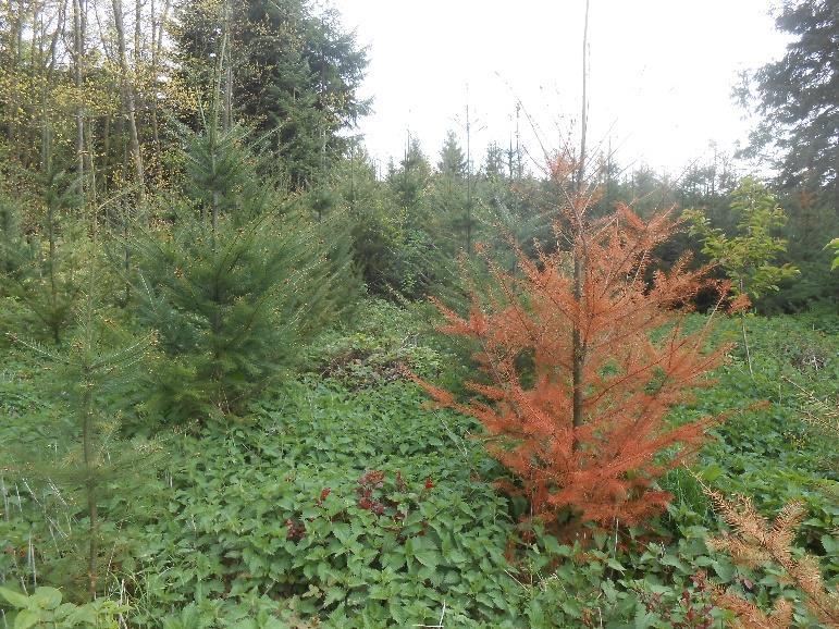 sporangií P. ramorum, P. infestans, P.