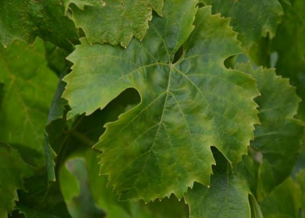 Svlačec rolní hubí nejefektivněji růstové herbicidy na bázi MCPA. Ve vinicích je možno použít herbicidy Agritox 50 SC, Aminex 500 SL, Dicopur M 750 a U46 M Fluid.