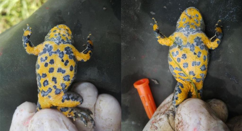 V tomto případě metoda zahrnovala značení pomocí dvou odstínů elastomerů (modrá, červená), které byly vpravovány pomocí injekční stříkačky za pomoci RNDr