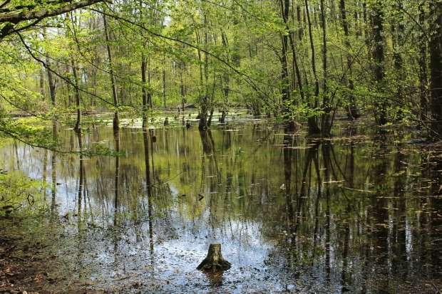 Nezdravá krajina hlavní ukazatele úbytek biodiverzity Biodiverzita = variabilita všech žijících organismů