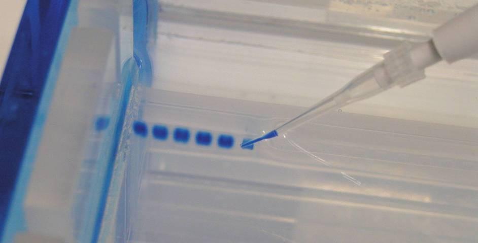 Loading the Gel Carefully place the pipette tip inside a well and
