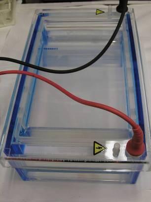 Running the Gel Place the cover on the electrophoresis