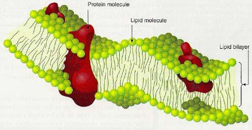 Biosyntéza 8-isoprostanu8 membránový lipid CH 2 C R C CH CH 2 P X 2 - CH 2 C R1 C CH CH 2 P X H 1.