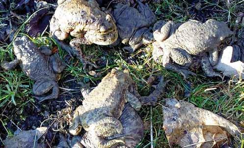 Migration of first toads started on 31st March 2018. Last animals were noted on 21st April 2018. Total 342 frogs were helped, out of which 338 were Common Toads.
