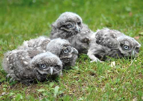 C h o v a r e p a t r i a c e s ý č k a o b e c n é h o B r e e d i n g a n d r e t u r n i n g o f L i t t l e O w l return the Little Owl back to nature.