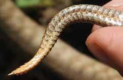Eublepharis angramainyu Hemidactylus romeshkanicus Laudakia nupta Mediodactylus cf.