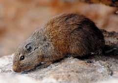 They only protect Krysa skalní (Petromus typicus) v Goegap Reserve Rock Rat (Petromus typicus) in Goegap Reserve and maintain their biotopes.