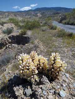 E x p e d i c e T a b e r n a s 2 0 1 8 T h e T a b e r n a s E x p e d i t i o n 2 0 1 8 Cistanche phelypaea v poušti Tabernas Cistanche phelypaea in the Tabernas Desert pečně vystoupit a hledat