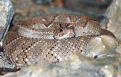 S T U D E N O K R E V N Í 2 0 1 8 C o l d - b l o o d e d a n i m a l s 2 0 1 8 Jan Konáš 18 Chřestýš brazilský (Crotalus unicolor) dospělý An adult of the Aruba Rattlesnake (Crotalus unicolor) Hned