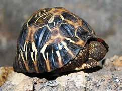 S T U D E N O K R E V N Í 2 0 1 8 C o l d - b l o o d e d a n i m a l s 2 0 1 8 Mládě želvy paprsčité (Astrochelys radiata) A hatchling of the Radiated Tortoise (Astrochelys radiata) 20 Cestou od