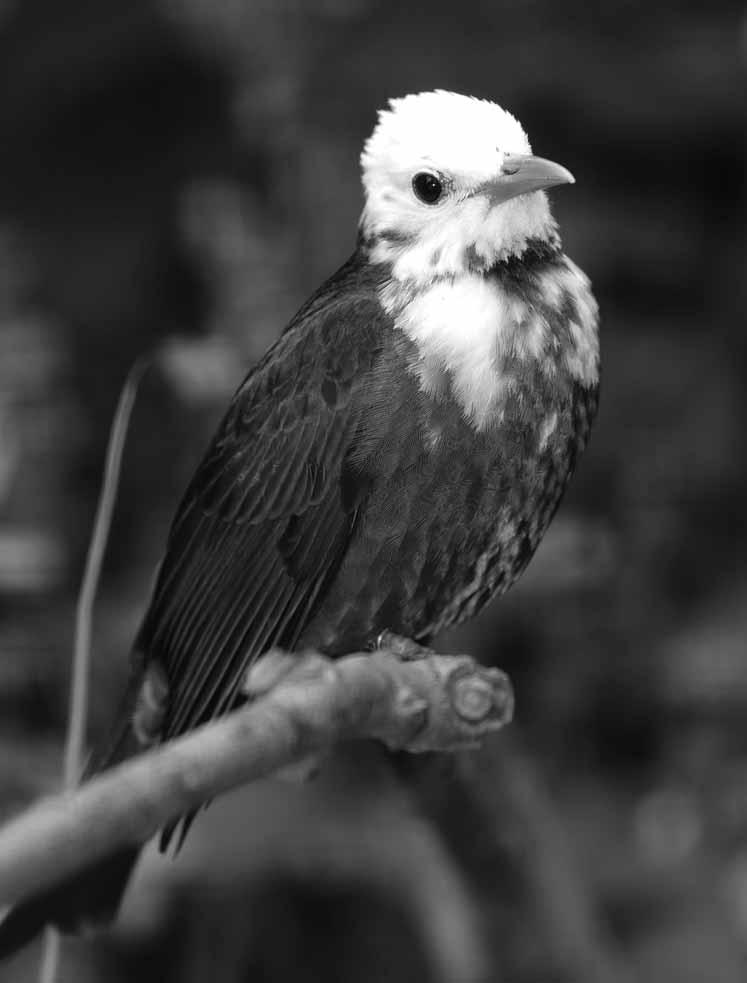 Bulbulčík bělohlavý (Hypsipetes leucocephalus)
