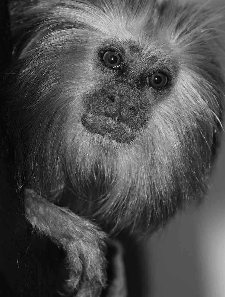 Lvíček zlatohlavý (Leontopithecus chrysomelas) Golden-headed