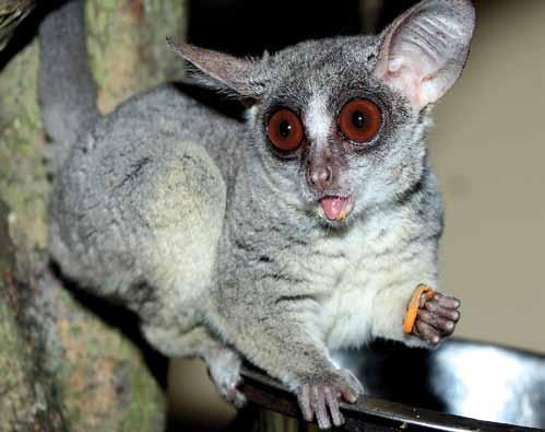 Komba ušatá (Galago senegalensis) The Senegal Bushbaby The Chiroptera Order (Bats) We managed to rear six the critically endangered Rodrigues Flying Foxes (Pteropus rodricensis).