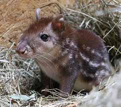 P R I M Á T I 2 0 1 8 P r i m a t e s 2 0 1 8 Mládě paky nížinné (Cuniculus paca) Offspring of the Lowland Paca Summary The 2018 was full of changes and preparation for new species arrival.