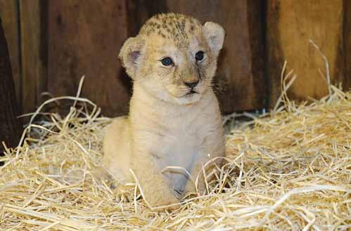 Š E L M Y 2 0 1 8 C a r n i v o r e s 2 0 1 8 Ing. Lenka Václavová Nejmladší mládě lva berberského Luisa (Panthera leo leo) z 27. 7.