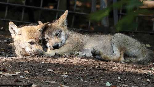 Mláďata vlka evropského (Canis lupus) Cubs of the European Wolf odchovává mláďata, naposledy dvě samičky narozené v roce 2017.