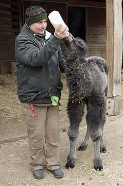 Pokus o umělý odchov velblouda dvouhrbého (Camelus bactrianus) Artificial breeding of the Two-humped Camel calf ně zvládla březost a tak jsme s napětím očekávali její první porod.