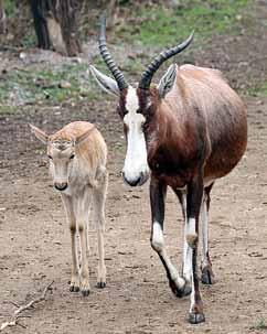 Antilopa jelení (Antilope cervicapra) Antilopy jelení žijí v přírodě ve velkých stádech. Naše stádečko, které chodí na výběh společně s nosorožci indickými mělo na začátku roku devět členů.