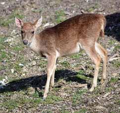 K O P Y T N Í C I 2 0 1 8 U n g u l a t e s 2 0 1 8 Mládě jelena timorského (Cervus timorensis) The Timor Deer offspring managed to become the father of two males and a female already in 2018!