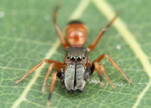 .. 9 Zoologické dny Brno 2019... 11 Druhý česko-britský arachnologický seminář v Praze... 12 Arachnologické exkurze Praha květen a červen 2019... 13 Česká bibliografie.