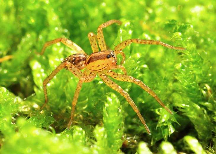 FOTOKOUTEK Hygrolycosa rubrofasciata, vzácný mokřadní druh, nalezen