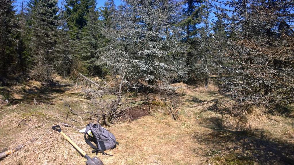 Do časopisu Arachnologische Mitteilungen byl odevzdán článek se zdůvodněním, že jméno Titanoeca psammophila Wunderlich, 1993, je platným jménem. Jeho zavržení (BREITLING et al.