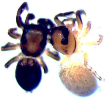 psammophila (mladší synonymum, přistoupíme-li na pochybnou synonymii s taxonem Amaurobius spominimus Taczanowski, 1866) bylo použito nejméně v 25 tištěných článcích, publikovaných nejméně 10 autory v