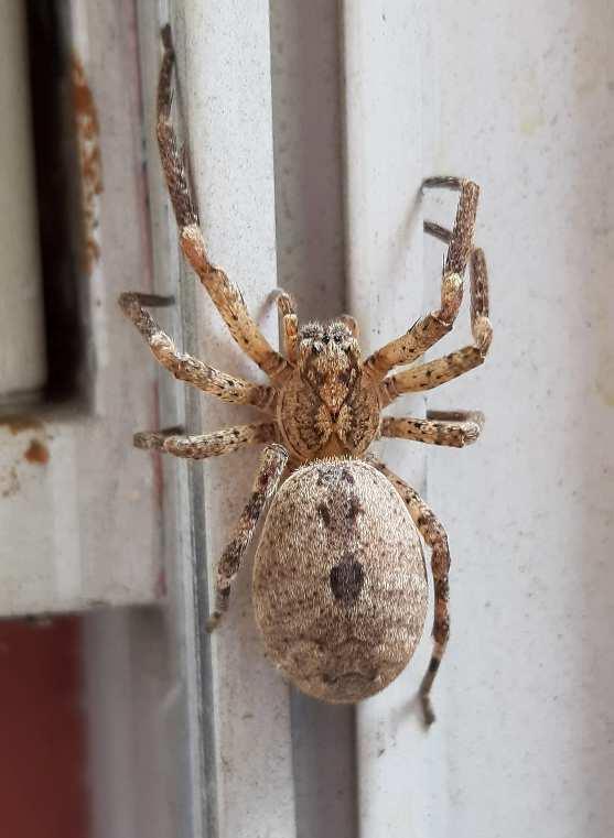 Zoropsis spinimana v České republice? Zoropsis spinimana in the Czech Republic? A single specimen was observed in Brno.