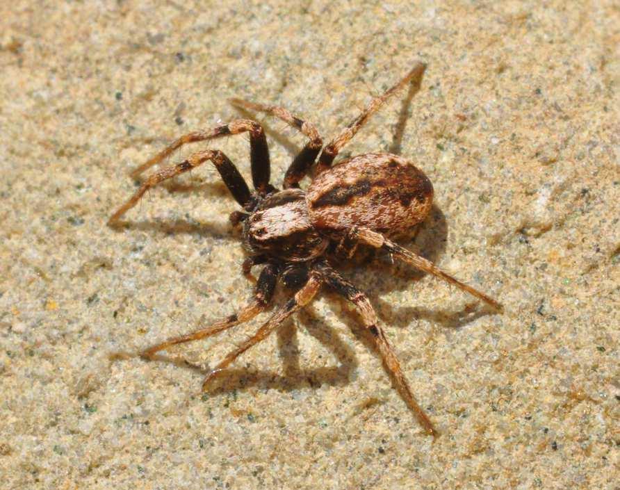 BIOLOGIE Snovačka černobřichá Dipoena melanogaster specialista na mravence?
