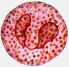 krvinky leukocyty